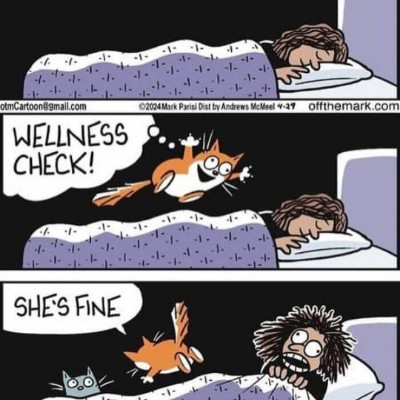 Cats 🐈🐈‍⬛ & Coffee ☕️ ☕️ Tom  🇪🇺🇧🇪🇬🇧 post image