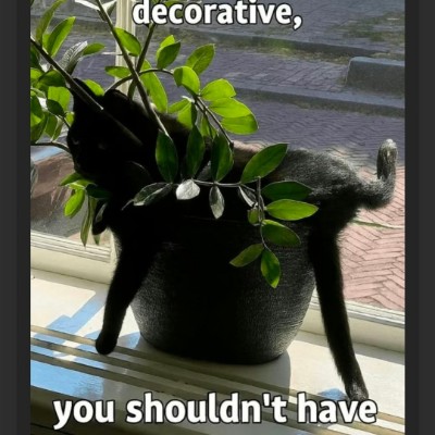 Cats 🐈🐈‍⬛ & Coffee ☕️ ☕️ Tom  🇪🇺🇧🇪🇬🇧 post image