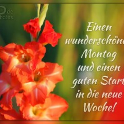 Garden 🍀🌱🌲🌳🌺🌻 Tom  🇪🇺🇧🇪🇬🇧 post image