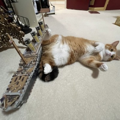 πCatsπ Tom πͺπΊπ§πͺπ¬π§ post image