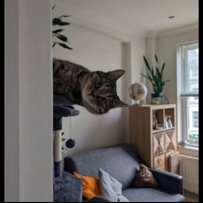 Cats 🐈🐈‍⬛ & Coffee ☕️ ☕️ Tom  🇪🇺🇧🇪🇬🇧 post image