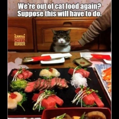 πCatsπ Tom πͺπΊπ§πͺπ¬π§ post image