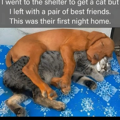 The Happy Tabbies 😸🌻🌻🌷⚘️🌹 Tom  🇪🇺🇧🇪🇬🇧 post image