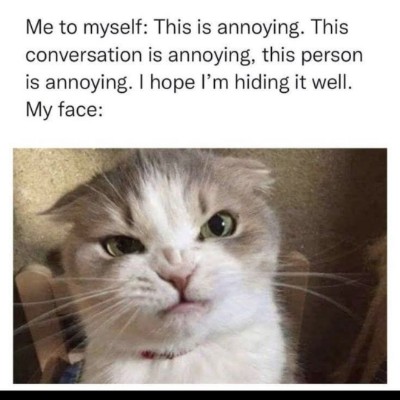 The Happy Tabbies 😸🌻🌻🌷⚘️🌹 Tom  🇪🇺🇧🇪🇬🇧 post image