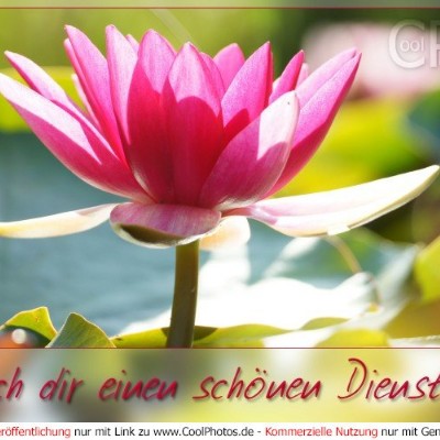 💚💙Laufen verbindet!🦋🍀👣🏃🏼‍ Tom  🇪🇺🇧🇪🇬🇧 post image