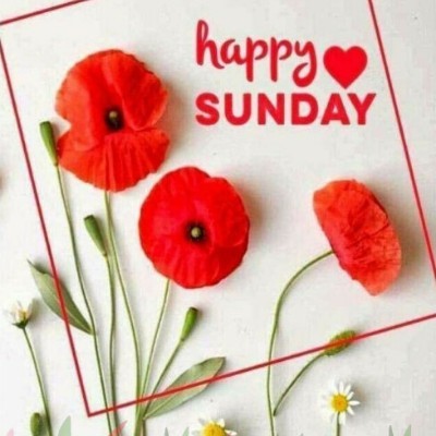 The Alpacaclan Club 🦌 Tom  🇪🇺🇧🇪🇬🇧 post image