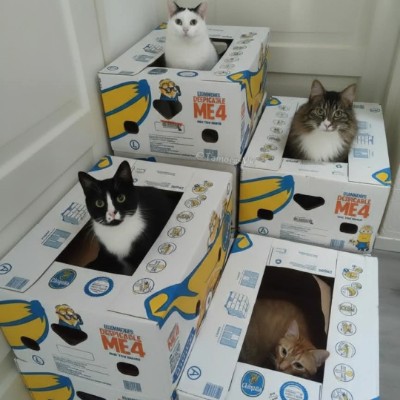 Cats 🐈🐈‍⬛ & Coffee ☕️ ☕️ Tom  🇪🇺🇧🇪🇬🇧 post image