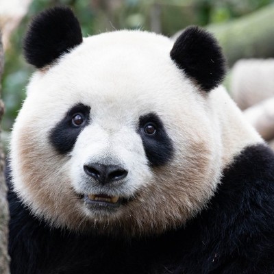 Panda Bear Sanctuary πΌπ§§π Tom πͺπΊπ§πͺπ¬π§ post image