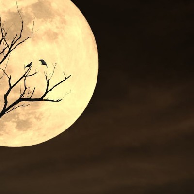 💙💚MOONLIGHT💚💙 Tom 🇪🇺🇧🇪🇬🇧 post image