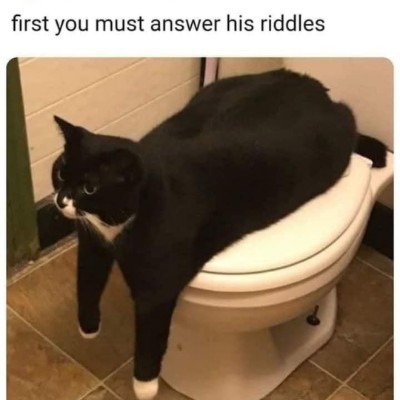 ๐Cats๐ Tom ๐ช๐บ๐ง๐ช๐ฌ๐ง post image