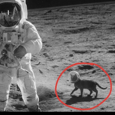 Cats 🐈🐈‍⬛ & Coffee ☕️ ☕️ Tom  🇪🇺🇧🇪🇬🇧 post image