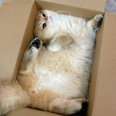 Cats 🐈🐈‍⬛ & Coffee ☕️ ☕️ Tom  🇪🇺🇧🇪🇬🇧 post image