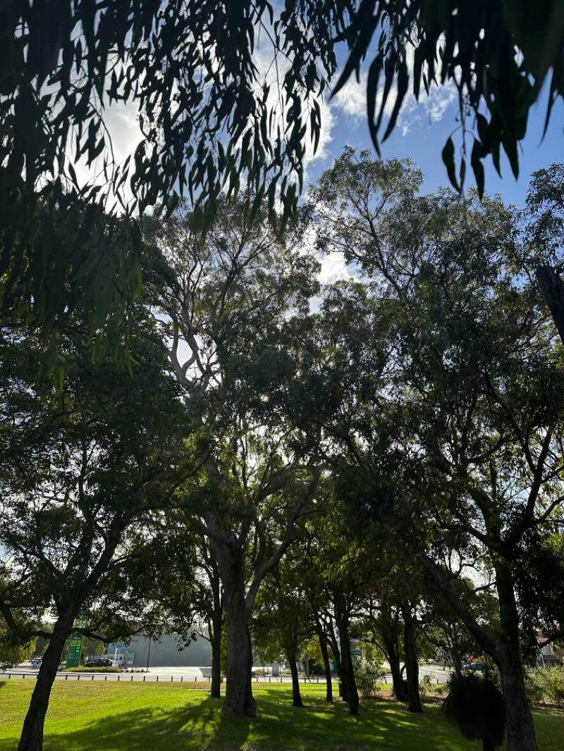 walking near me in Yellagonga Regional Park in summer