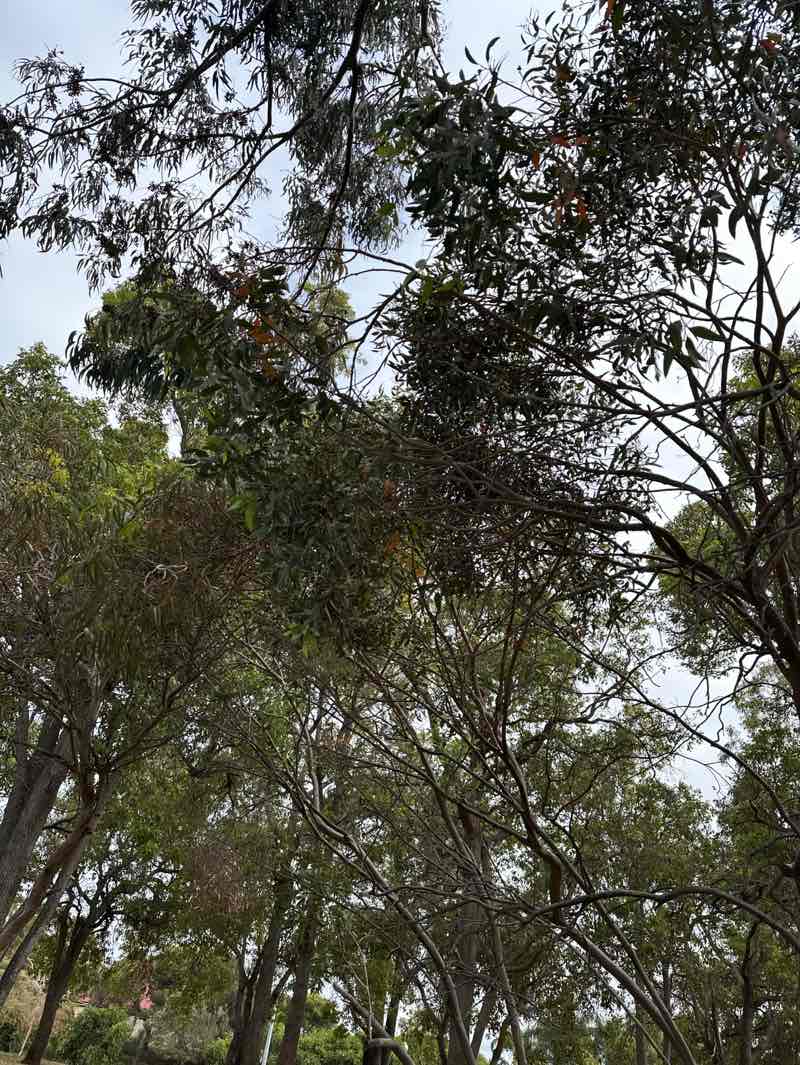 walking near me in Yellagonga Regional Park in summer