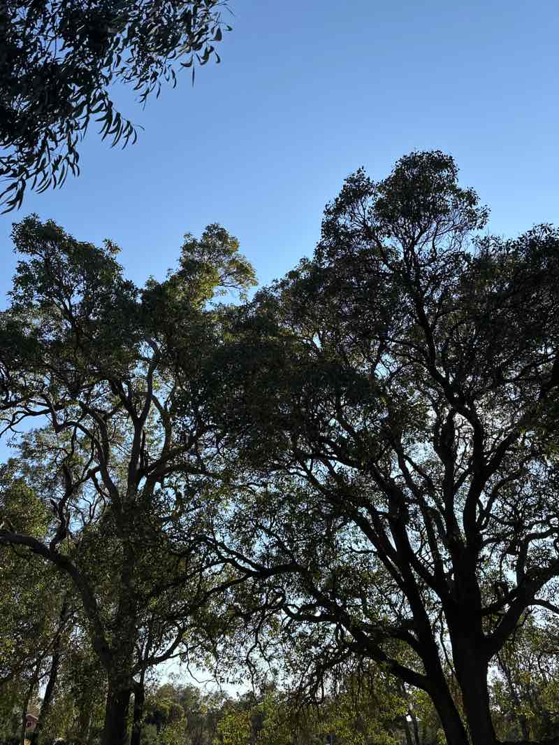 walking near me in Yellagonga Regional Park in spring