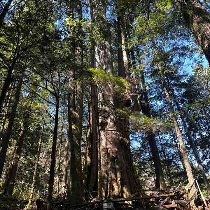 Tamia Carrillo post 2