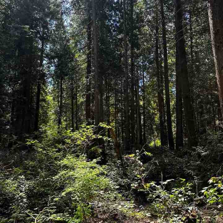 Tamia Carrillo post 2