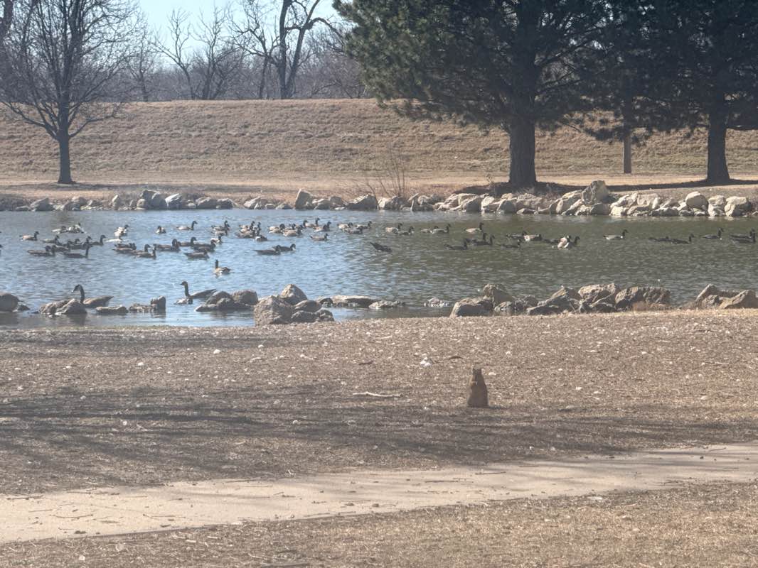 walking near me in Carey Park in spring