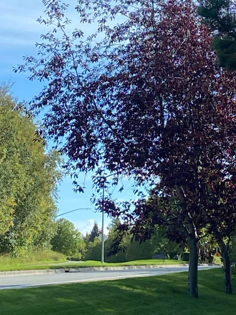 walking near me in South Anchorage Sports Park in autumn