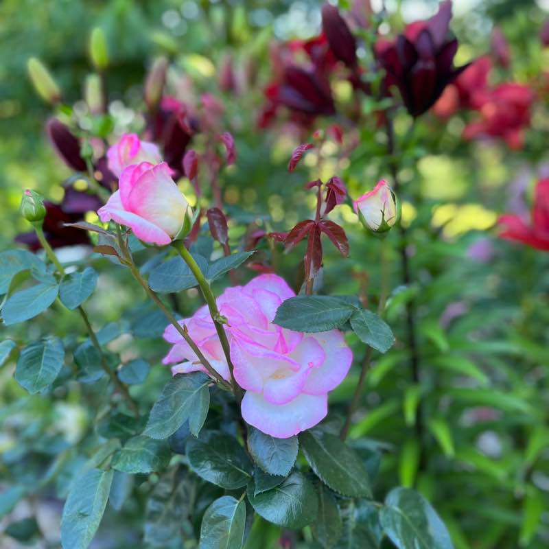 Вадим 🐯 post 3