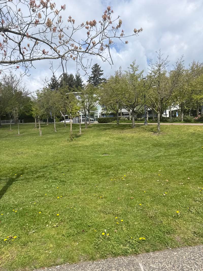 walking near me in Francis Park in spring