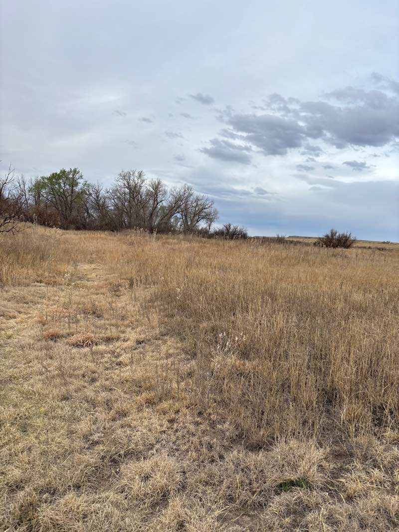 walking near me in Cimarron National Grassland in spring