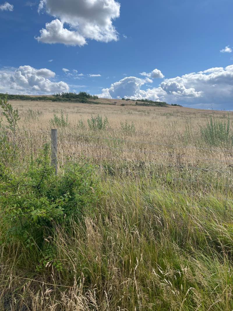 walking near me in Weetslade Country Park in summer
