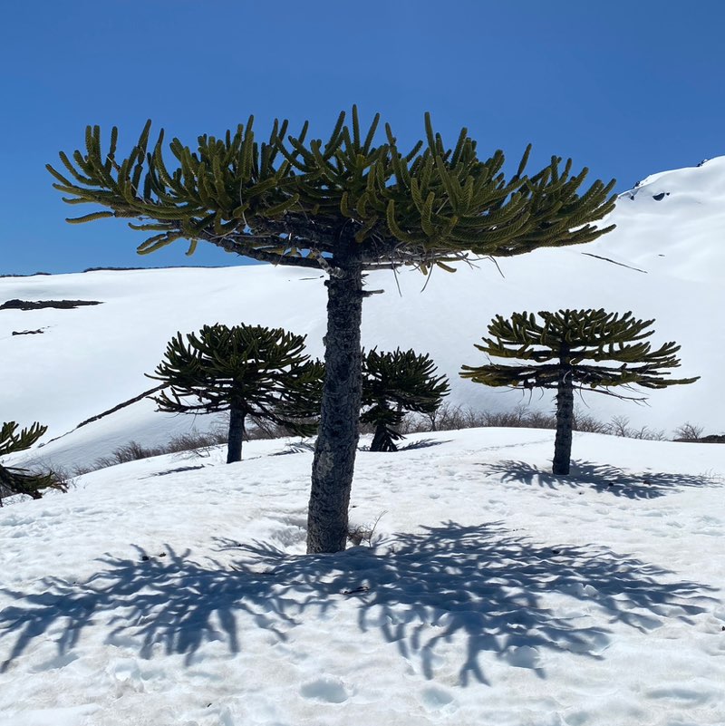 feder2mundos 🇮🇹🇨🇱🇪🇺