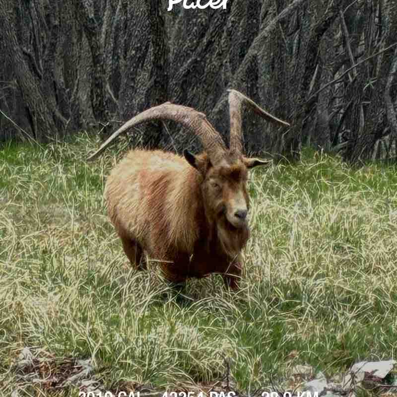 Ciao Bicou 🦎 post 1