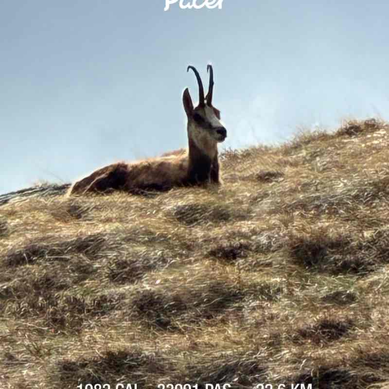 Ciao Bicou 🦎 post 1