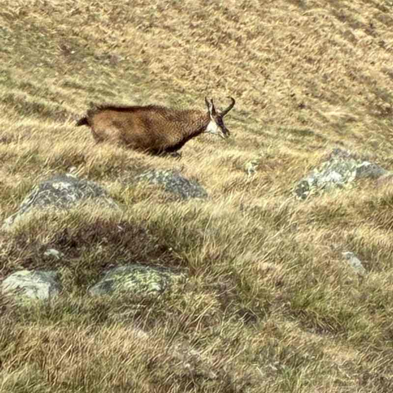 Ciao Bicou 🦎 post 3