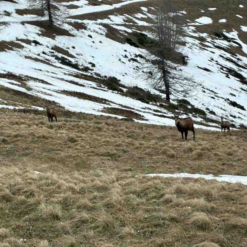 Ciao Bicou 🦎 post 2