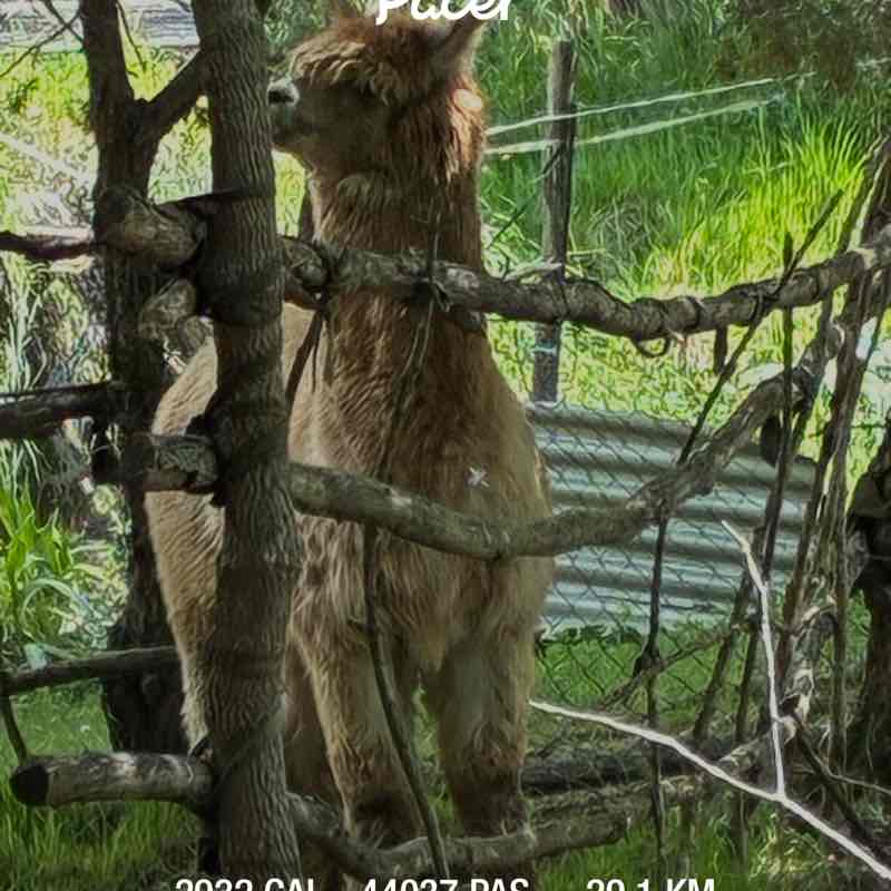 Ciao Bicou 🦎 post 1