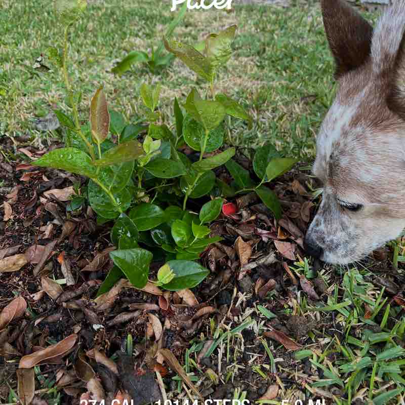🐶Heeler🐶 post 1