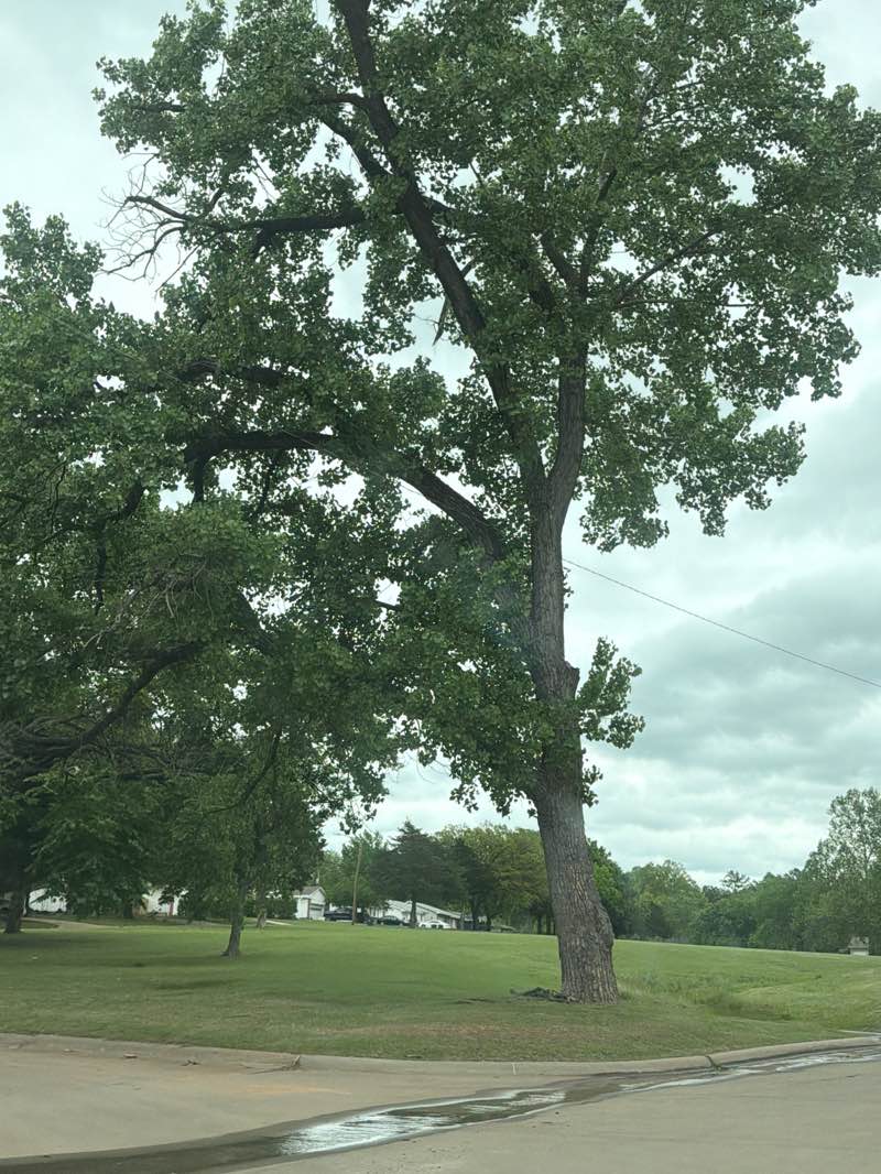 walking near me in Berry Park in spring