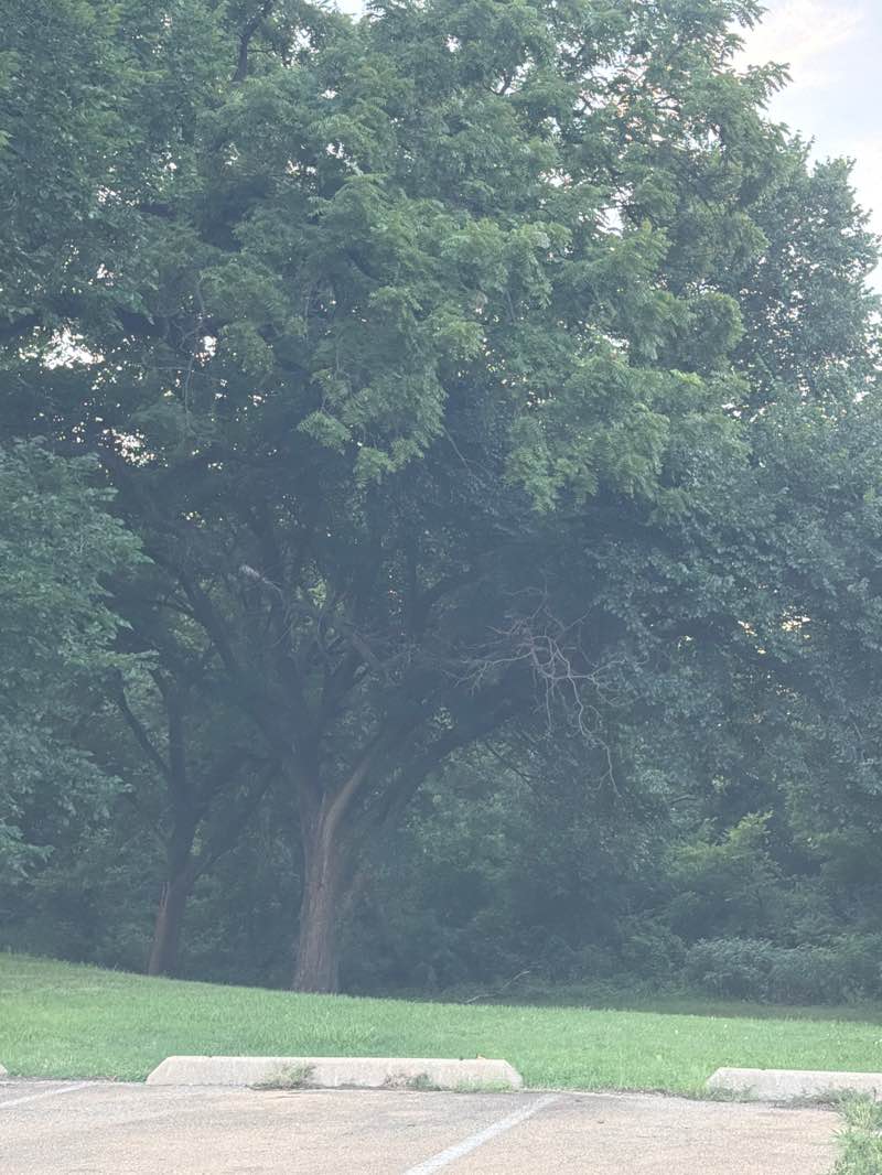 walking near me in Hoyt Grove Park in summer
