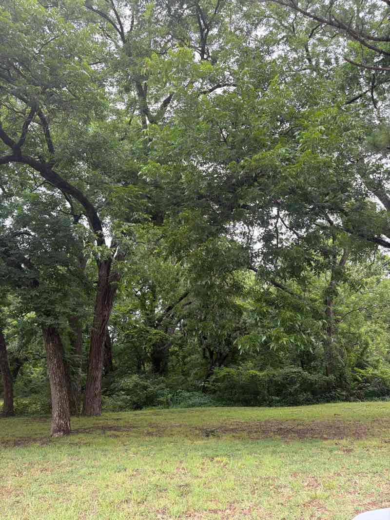 walking near me in Couch Park in summer
