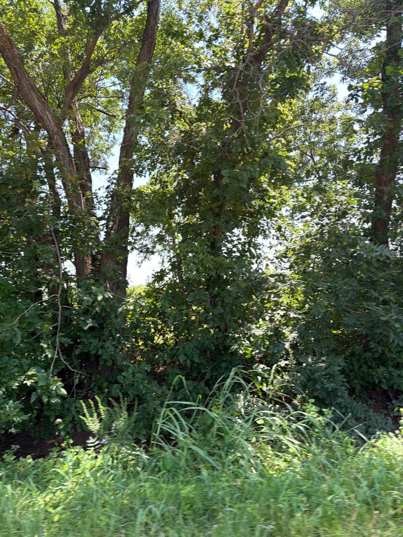 walking near me in Teal Ridge Wetland in summer