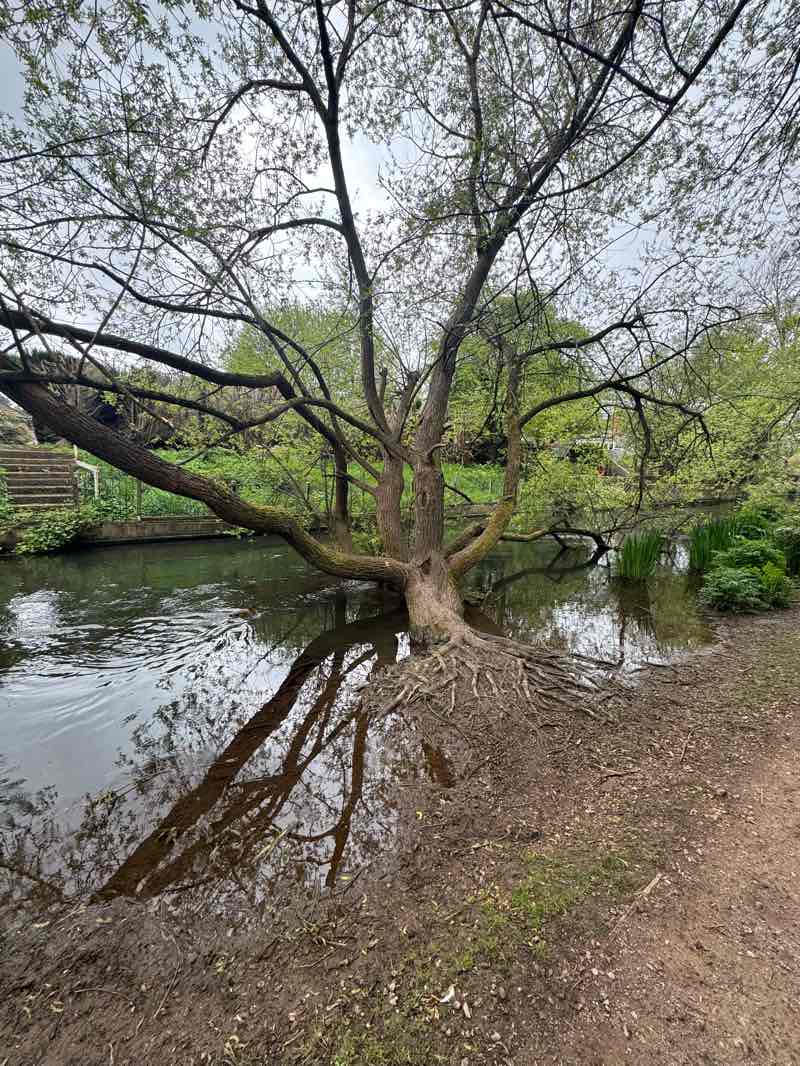 walking near me in Leigh Road Recreation Ground in spring