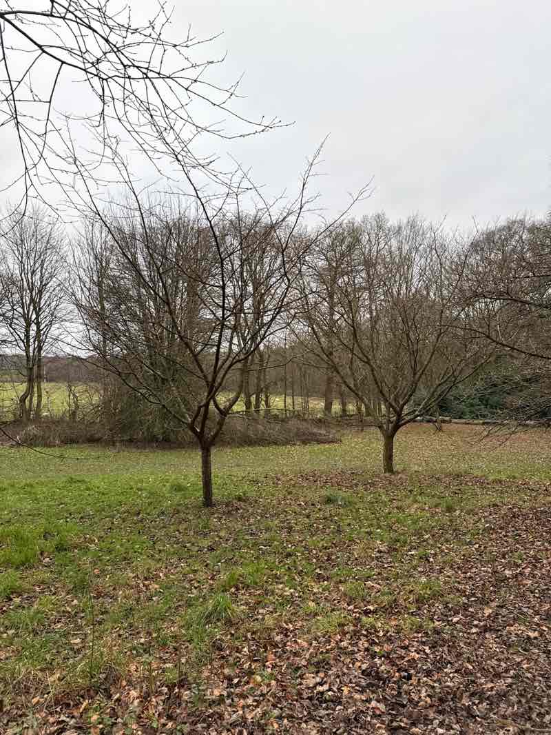 walking near me in Golden Acre Park in winter