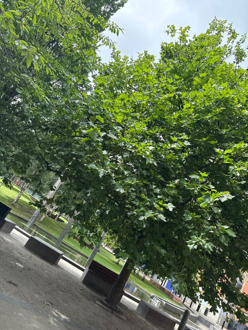 walking near me in Cathedral Gardens in summer