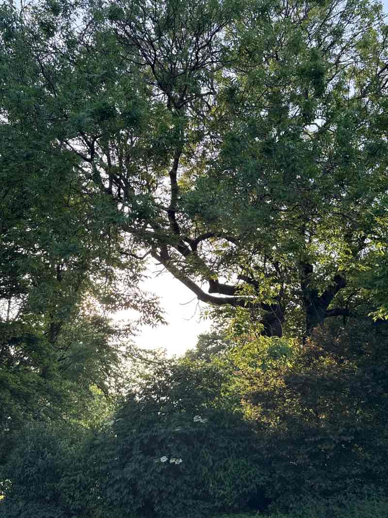 walking near me in Horsforth Hall Park in summer