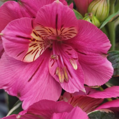 AMAR LA VIDA 🌹 Luisa ✍️🇪🇸 post image