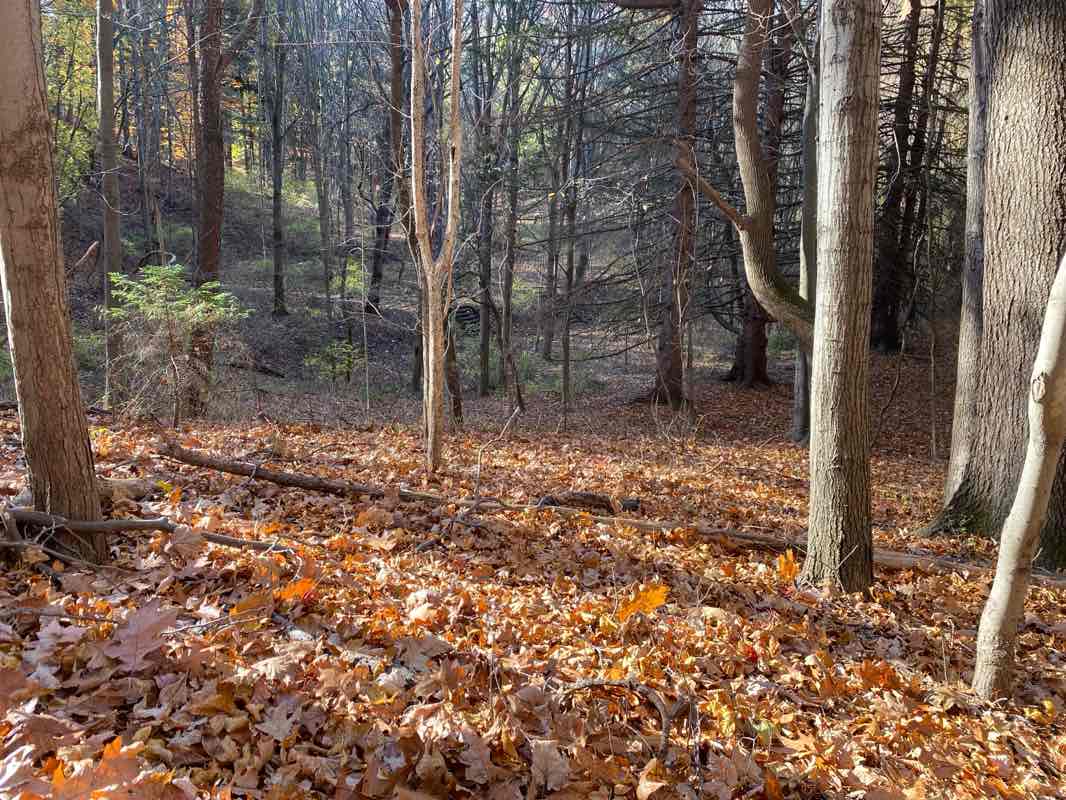 walking near me in Lucien Morin Park in winter