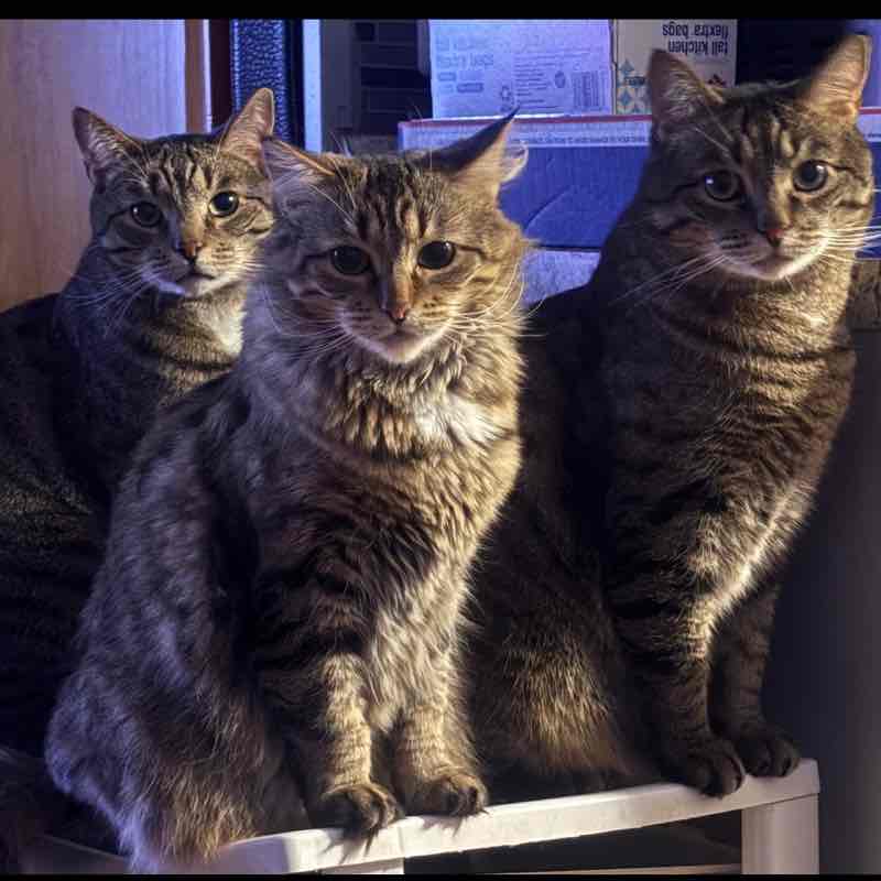 Cat  Lovers Patricia post image