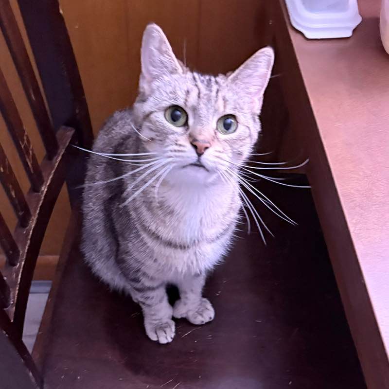 Cat  Lovers Patricia post image