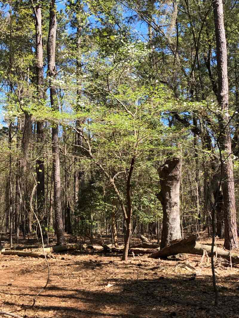 walking near me in Santee State Park in winter