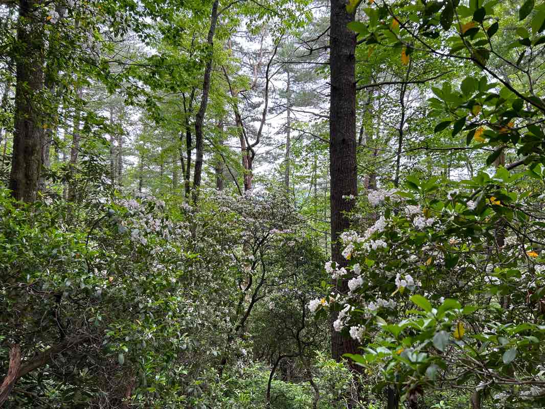 walking near me in Overflow Wilderness Study Area in winter