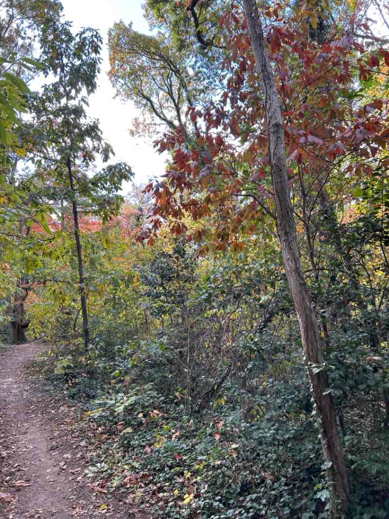 walking near me in Westgrove Park in autumn