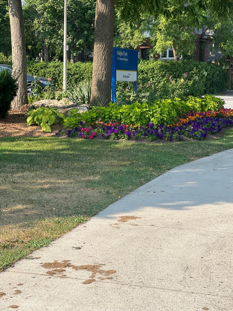 walking near me in Maple Park in autumn